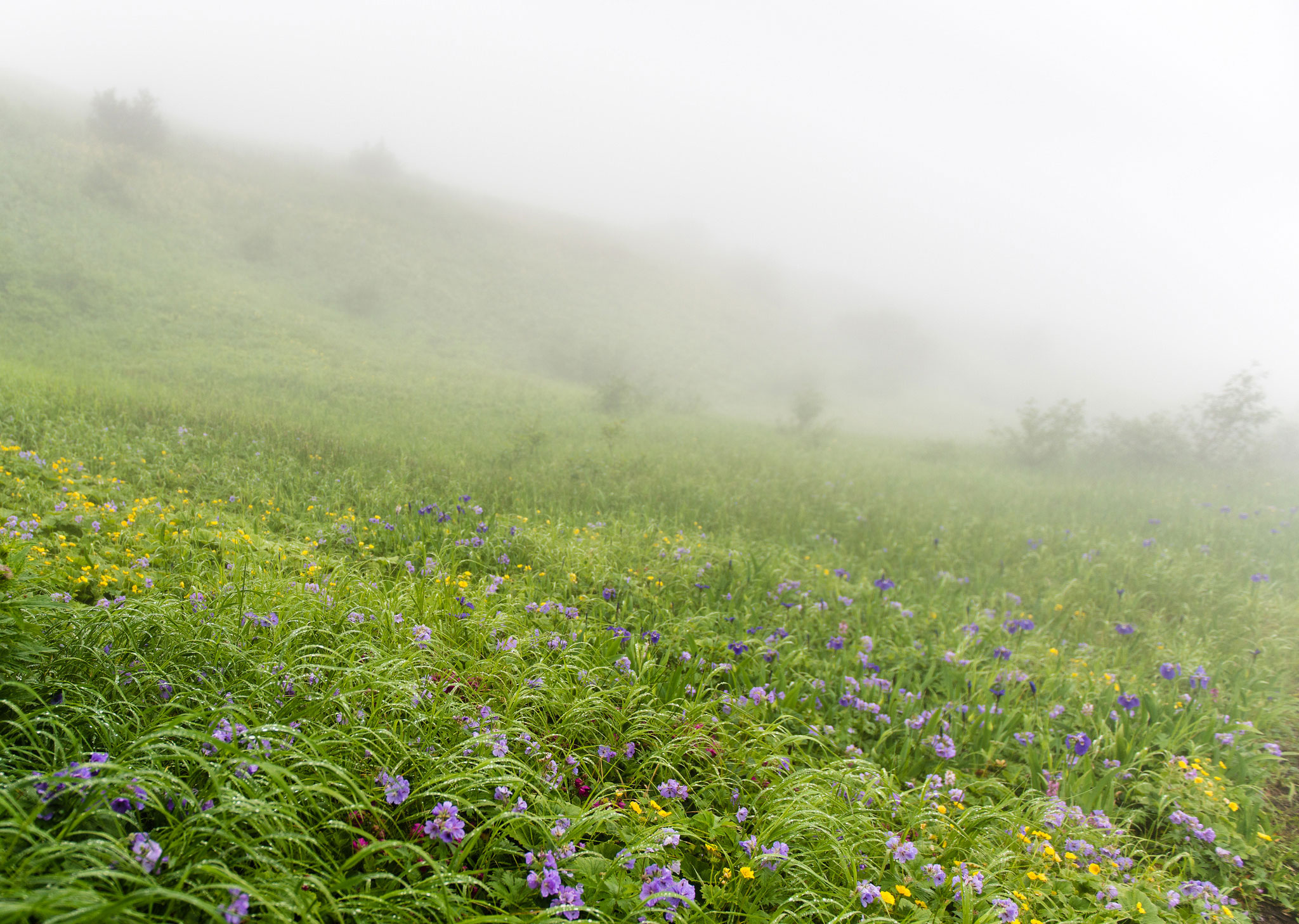 Ebeko Volcano, Paramushir (Парамушир, Курильские острова)